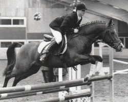 Deckhengst El Brando (Nederlands Rijpaarden en Pony, 1990, von El Beauty)