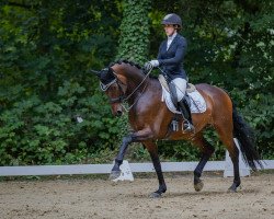 dressage horse Dancing Dream (Oldenburg, 2009, from Dimaggio)