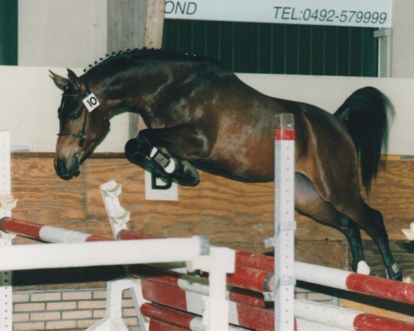 Deckhengst Nathan (Nederlands Rijpaarden en Pony, 1997, von Nieuwmoed's Erasco)