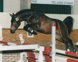 stallion Nathan (Nederlands Rijpaarden en Pony, 1997, from Nieuwmoed's Erasco)