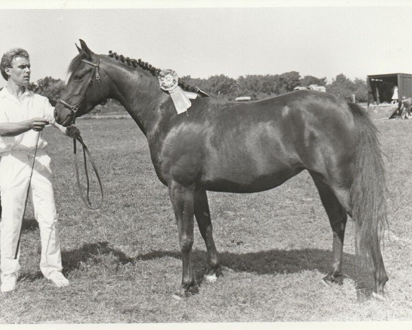 broodmare Amiera van de Trudie's Hoeve (Nederlands Rijpaarden en Pony, 1990, from Mufaq ox)