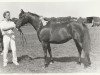 broodmare Amiera van de Trudie's Hoeve (Nederlands Rijpaarden en Pony, 1990, from Mufaq ox)