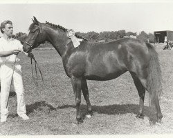 Zuchtstute Amiera van de Trudie's Hoeve (Nederlands Rijpaarden en Pony, 1990, von Mufaq ox)