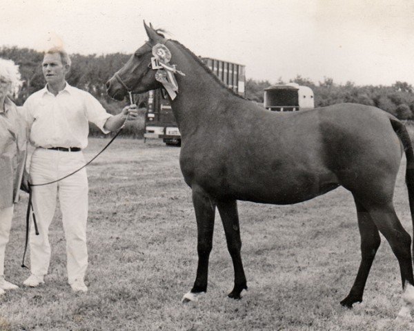 Zuchtstute Marina van de Trudie's Hoeve (Nederlands Rijpaarden en Pony, 1983, von Manrico Dennenoord ox)