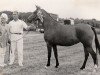 Zuchtstute Marina van de Trudie's Hoeve (Nederlands Rijpaarden en Pony, 1983, von Manrico Dennenoord ox)