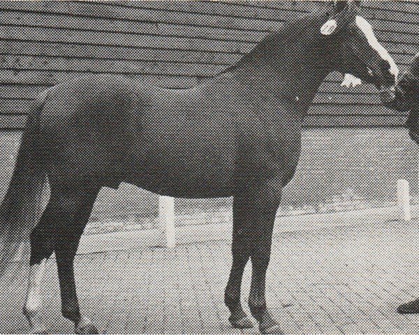 stallion Lodewijk (Nederlands Rijpaarden en Pony, 1970, from Djinn ox)