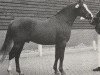 stallion Lodewijk (Nederlands Rijpaarden en Pony, 1970, from Djinn ox)