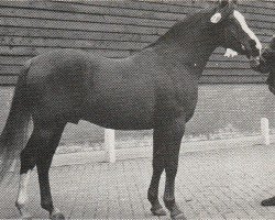 Deckhengst Lodewijk (Nederlands Rijpaarden en Pony, 1970, von Djinn ox)