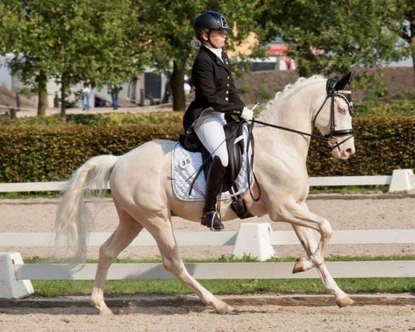 stallion Knedo Athos (Nederlands Rijpaarden en Pony, 2010, from Klein Roderijs Cocktail)