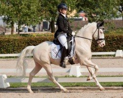 stallion Knedo Athos (Nederlands Rijpaarden en Pony, 2010, from Klein Roderijs Cocktail)