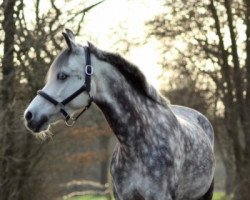 dressage horse Harry Potter 64 (German Riding Pony, 2009, from Schierensees Have Good Time)