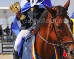 Springpferd Petrus des Roches (Selle Français, 2003, von Imperator de Gamet)