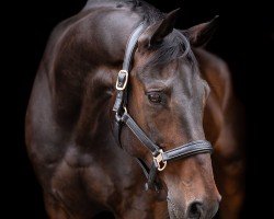 dressage horse Bonfire M (Hanoverian, 2009, from Ballettmeister)