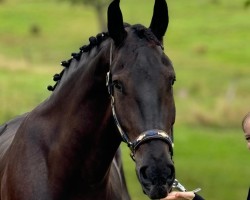 dressage horse Kian 8 (Pinto, 2019)