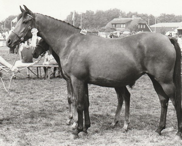 Zuchtstute Nayana (Nederlands Rijpaarden en Pony, 1978, von Naivnyi ox)