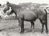 Zuchtstute Nayana (Nederlands Rijpaarden en Pony, 1978, von Naivnyi ox)