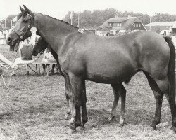 Zuchtstute Nayana (Nederlands Rijpaarden en Pony, 1978, von Naivnyi ox)