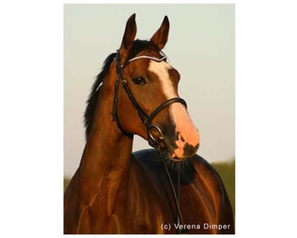 broodmare Lotti (Oldenburg, 2004, from Lissabon 29)