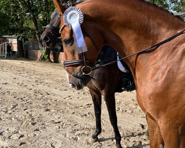 dressage horse Blomquist 6 (Hanoverian, 2017, from Borsalino)