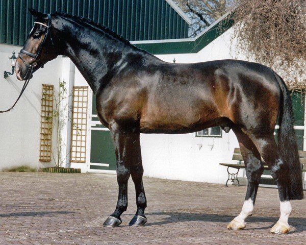 Deckhengst Ferrolan (Nederlands Rijpaarden en Pony, 1992, von Ferro)