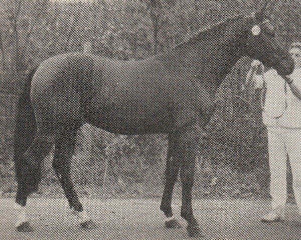 Deckhengst Romantico (KWPN (Niederländisches Warmblut), 1985, von Ramano)