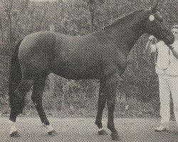 stallion Romantico (KWPN (Royal Dutch Sporthorse), 1985, from Ramano)