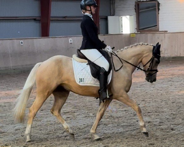 dressage horse Magretens Ciek mol Cala (German Riding Pony,  , from FS Chacco Blue)