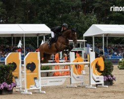 jumper Coleman 8 (Hanoverian, 2019, from Chacfly PS)