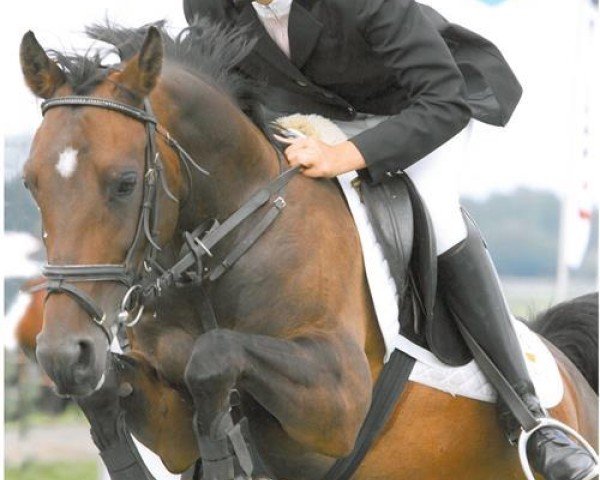 broodmare Merlyn du Vi (Nederlands Rijpaarden en Pony, 2003, from Kasanova van Klaverborch)