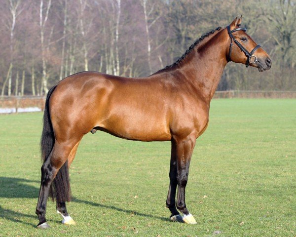 Deckhengst Zapp (Nederlands Rijpaarden en Pony, 2007, von Zodiak)