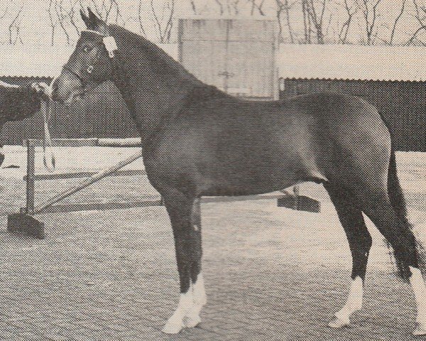 stallion Yrian (Nederlands Rijpaarden en Pony, 1984, from Yasri)