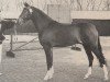 Deckhengst Yrian (Nederlands Rijpaarden en Pony, 1984, von Yasri)