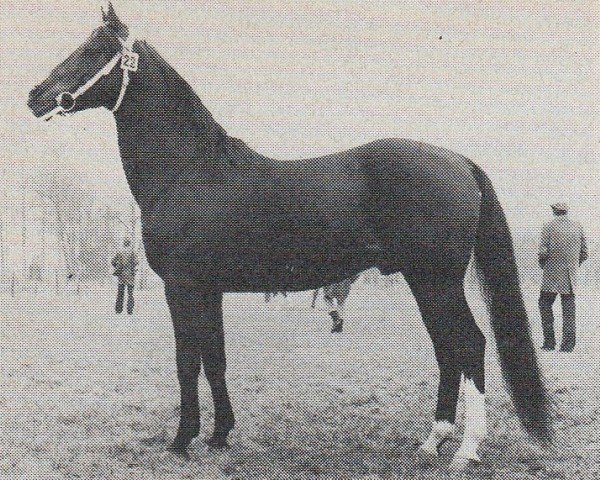 stallion Yasri (Nederlands Rijpaarden en Pony, 1968, from Karan ox)