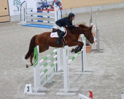 jumper Darko du Soufflet CH (Swiss Warmblood, 2015, from Duc de la Lande II)