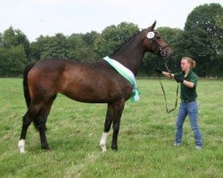 broodmare Ramina V (Westphalian, 2010, from Ratzinger)