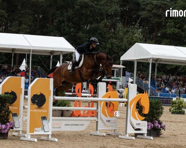 jumper Delano 137 (Westphalian, 2019, from Diamant de Semilly)