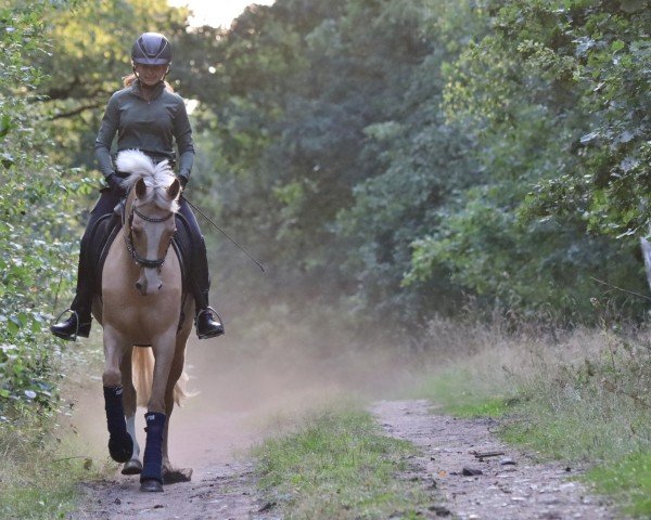 dressage horse Dixie Royale (German Riding Pony, 2019, from Casino Gold)