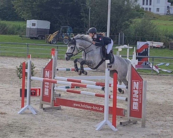 jumper Cantiago VD Vijfheide (Zangersheide riding horse, 2018, from Cicero Z van Paemel)