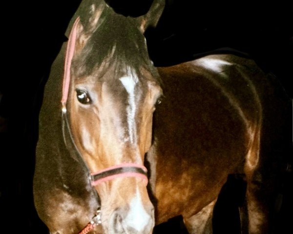 broodmare My Lady (Oldenburg show jumper, 1987, from Mephisto)