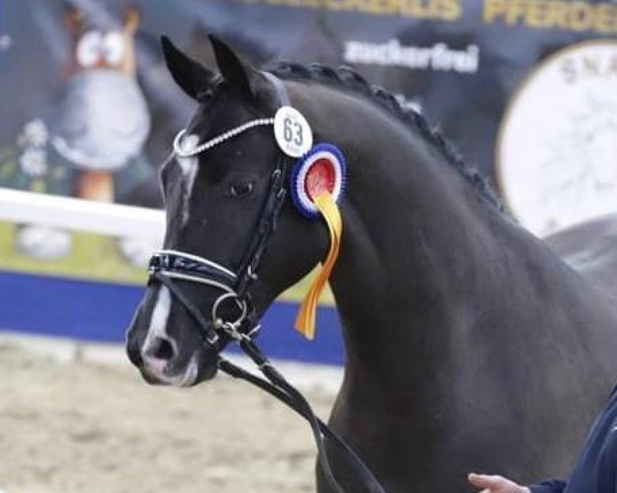 Dressurpferd Soel'rings Dawydow (unbekannt, 2020, von Dostojewski)