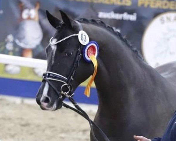 dressage horse Soel'rings Dawydow (unknown, 2020, from Dostojewski)