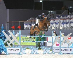 jumper Casdino Kbs (Swiss Warmblood, 2015, from Casdorff)