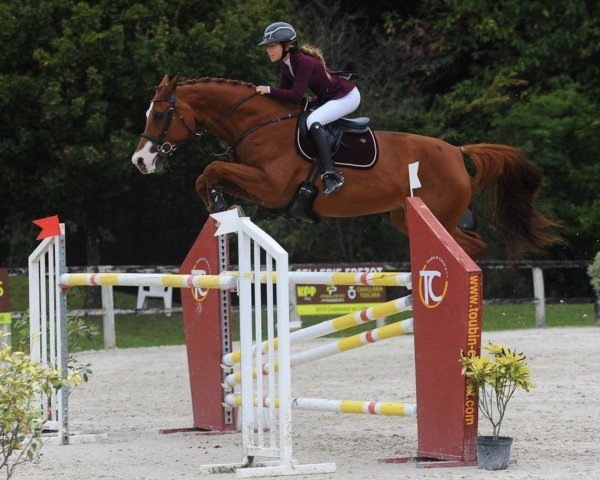 Springpferd Diadem (Deutsches Sportpferd, 2011, von Casdorff)