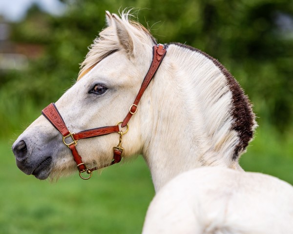 horse Gandur (Fjord Horse, 2023, from Østerskov's Gulliver)