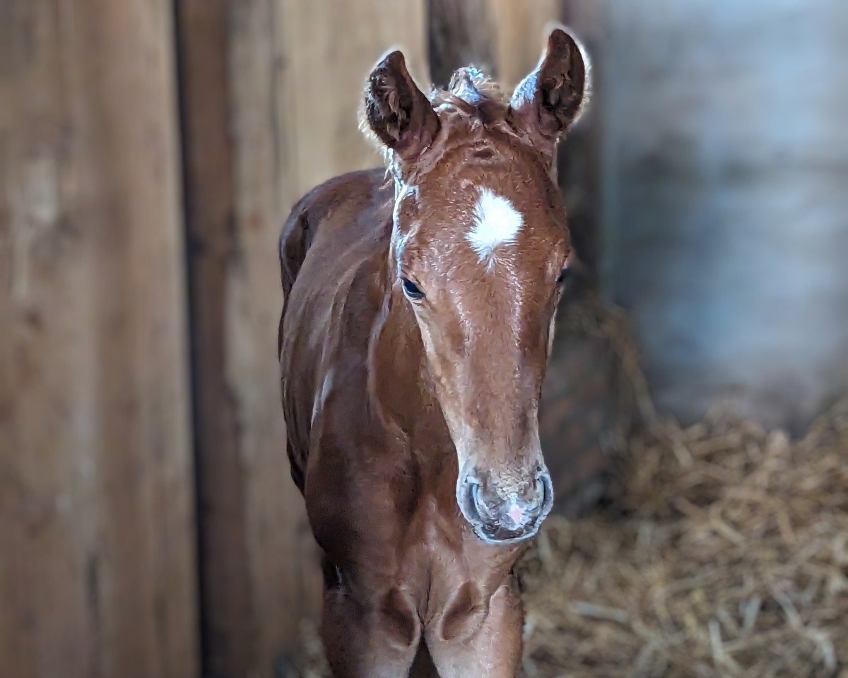 dressage horse Va Paradiso FL (Oldenburg, 2024, from DSP VA Bene)