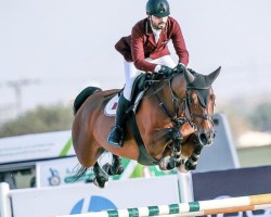 jumper What A Pleasure (German Sport Horse, 2010, from Casdorff)