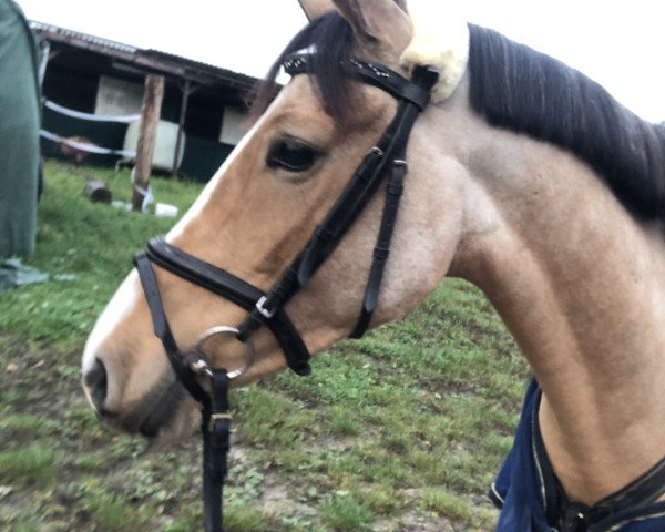 Springpferd Catinka 41 (Deutsches Reitpony, 2019, von Heitholms Dempsey)