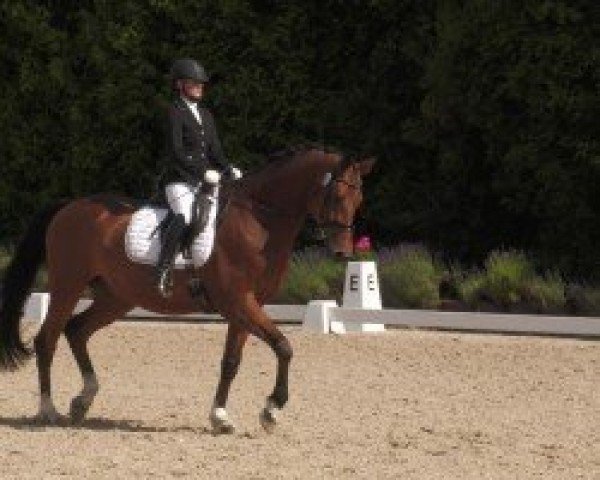 dressage horse Catani 49 (German Sport Horse, 2013, from Casdorff)