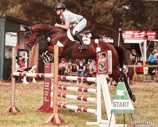 Springpferd Cayjano (Holsteiner, 2017, von Cayado 3)