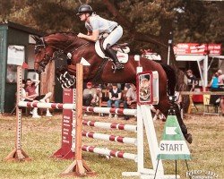 jumper Cayjano (Holsteiner, 2017, from Cayado 3)